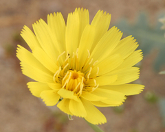 Malacothrix sonchoides