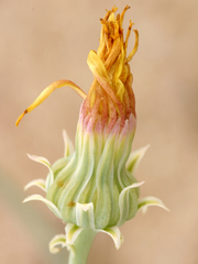 Malacothrix sonchoides