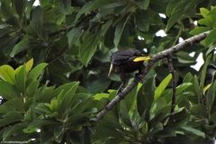 Psarocolius decumanus