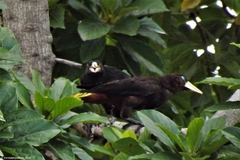 Psarocolius decumanus