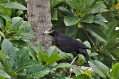 Psarocolius decumanus