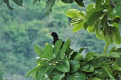 Psarocolius decumanus