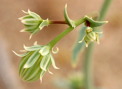 Malacothrix sonchoides