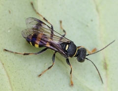 Lestiphorus bicinctus
