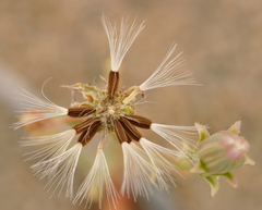 Malacothrix sonchoides