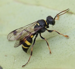 Lestiphorus bicinctus