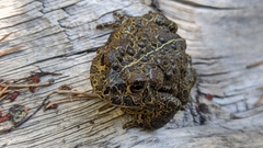 Anaxyrus canorus