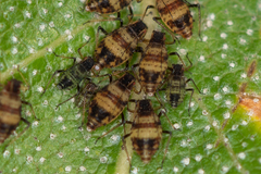 Callipterinella tuberculata