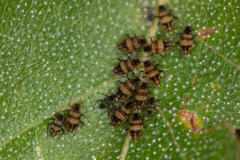 Callipterinella tuberculata