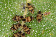 Callipterinella tuberculata