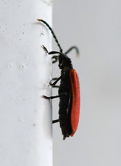 Platycis minutus