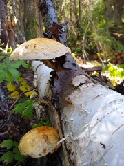 Hemipholiota