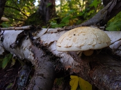 Hemipholiota