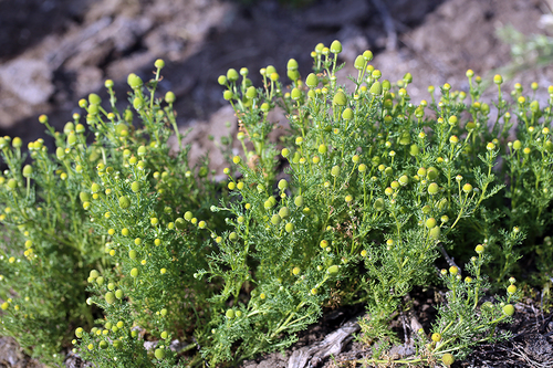 valley mayweed (Matricaria occidentalis)