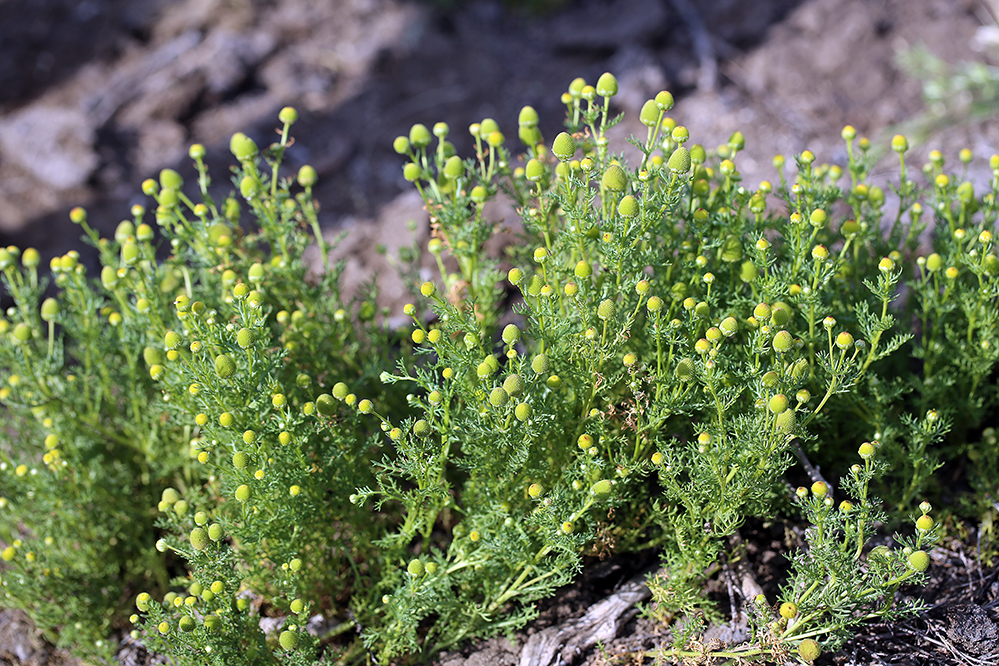 Valley Mayweed (Matricaria occidentalis)