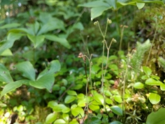 Linnaea borealis longiflora
