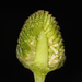 Matricaria occidentalis - Photo (c) Steve Matson, algunos derechos reservados (CC BY), subido por Steve Matson