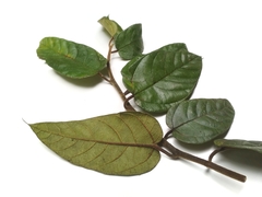 Ficus villosa