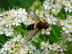 Leucozona glaucia