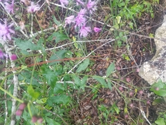 Vernonia gigantea image