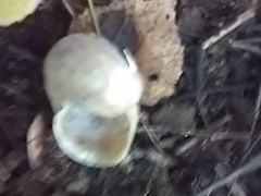 Helix pomatia