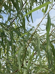 Salix nigra