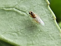 Thaumatomyia notata