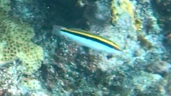 Halichoeres maculipinna