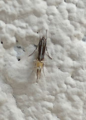 Cosmopterix pulchrimella