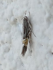 Cosmopterix pulchrimella