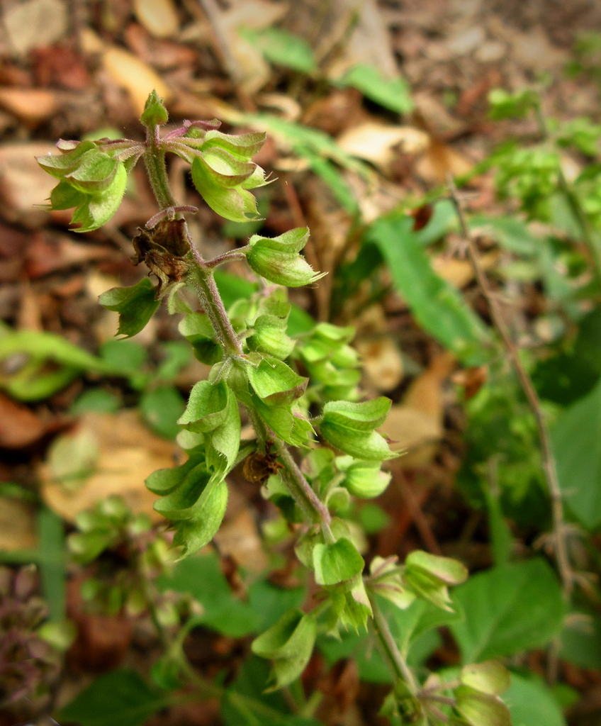 Ocimum ovatum