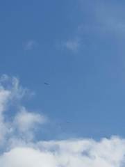 Haliaeetus albicilla