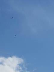 Haliaeetus albicilla