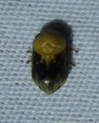 Clastoptera achatina