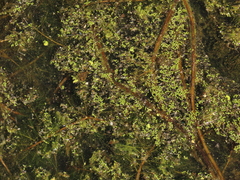 Wolffia brasiliensis