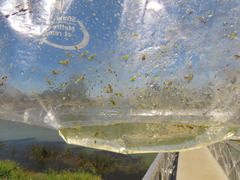 Wolffia brasiliensis