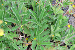 Potentilla gracilis fastigiata