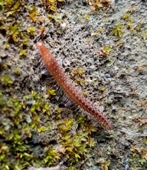 Cleidogonidae