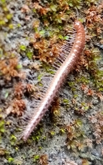 Cleidogonidae