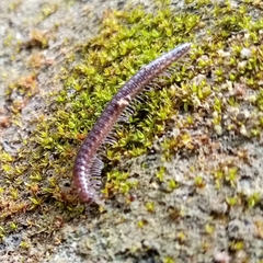 Cleidogonidae