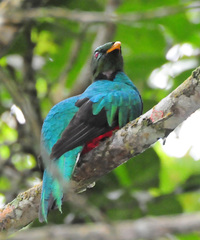 White-Tipped Quetzal photo 1