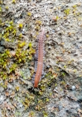 Cleidogonidae