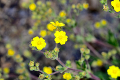 Potentilla gracilis fastigiata