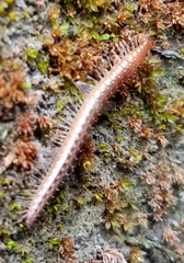 Cleidogonidae