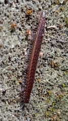 Cleidogonidae