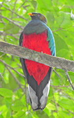 White-Tipped Quetzal photo 2