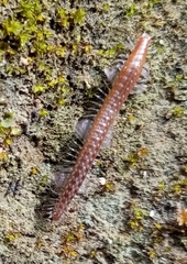 Cleidogonidae