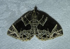 Gandaritis atricolorata