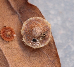 Neuroterus quercusbaccarum