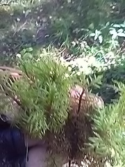 Hylocomium splendens